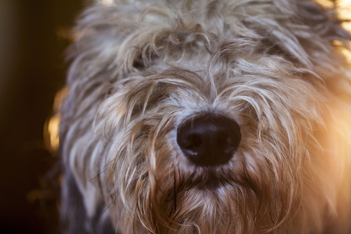 The ultimate guide to Goldendoodle brushes Natural Dog Owner