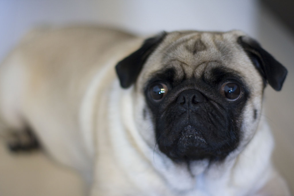 The 3 best bowls for flatfaced dogs Natural Dog Owner