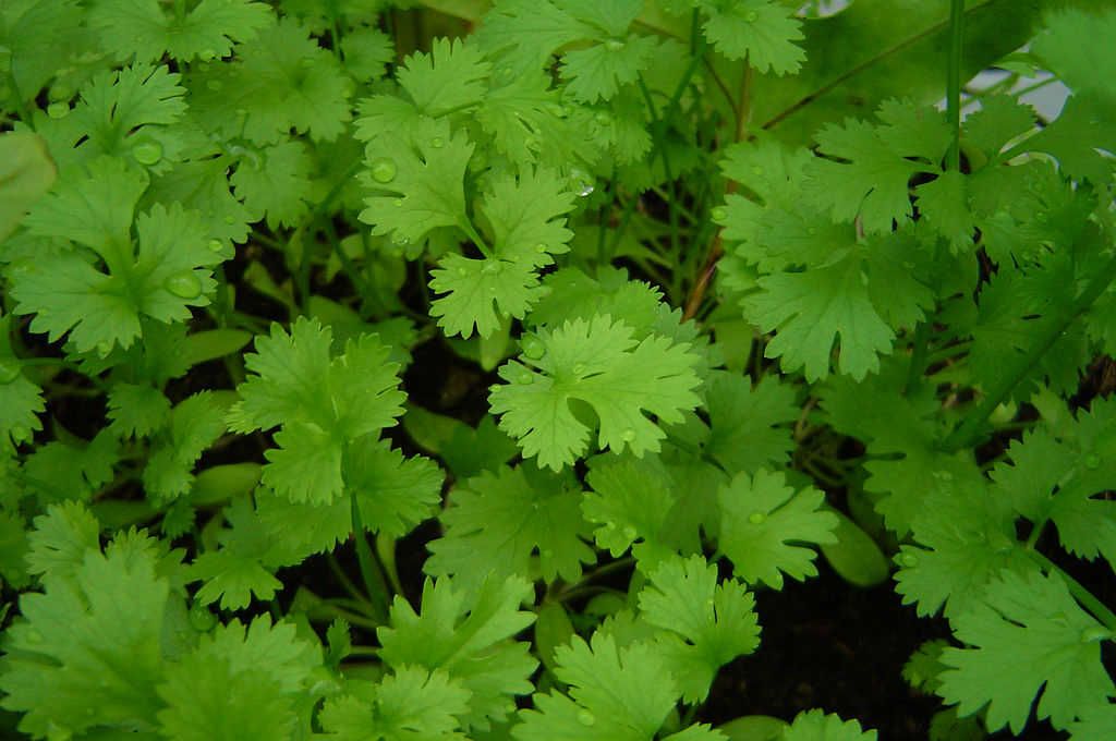 Cilantro Para Qué Sirve El Cilantro ® y Más