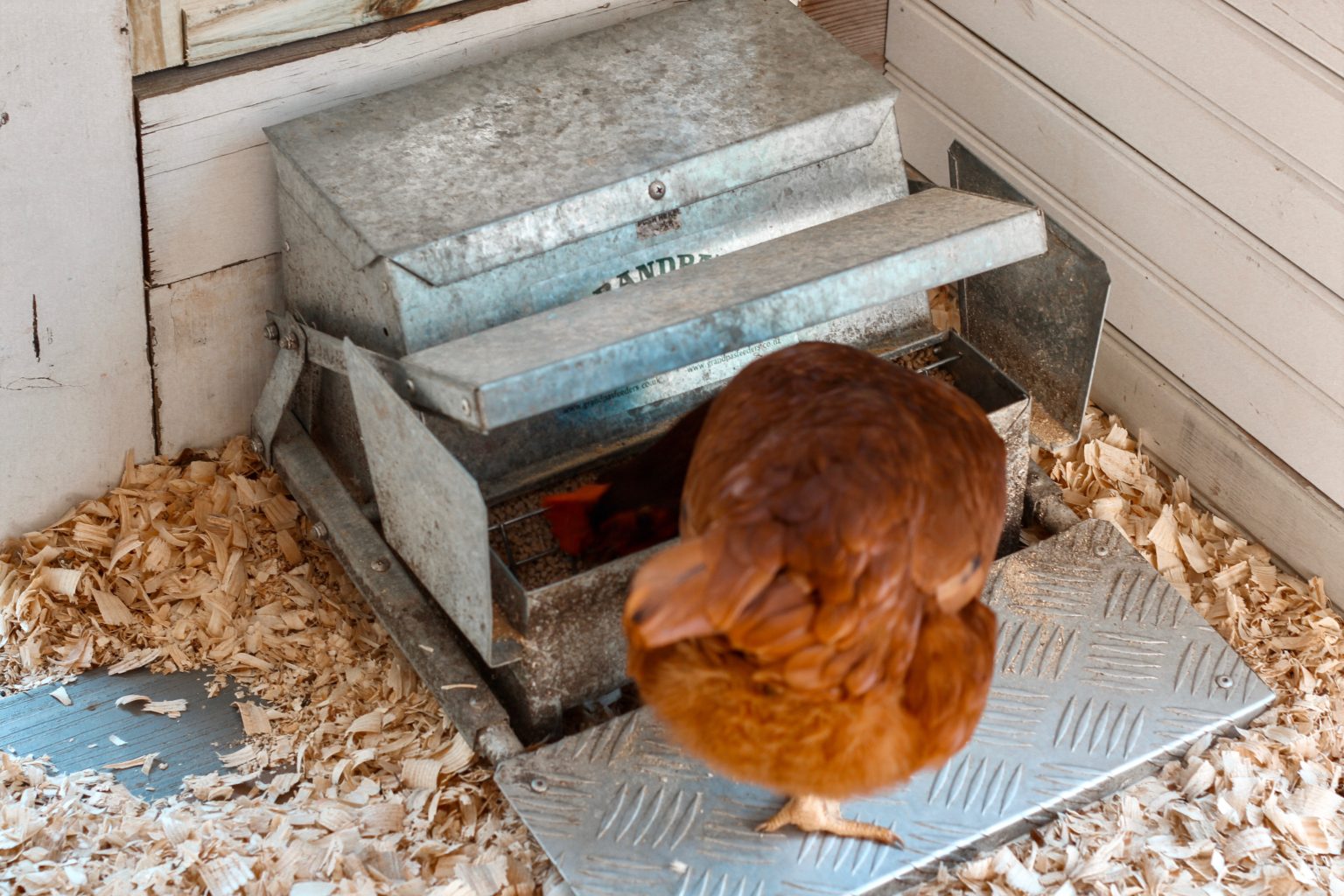 Best Chicken Feeder (Weather and Rat Proof)