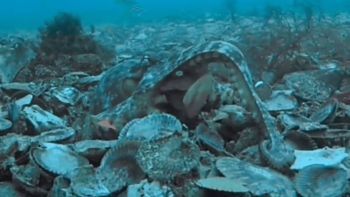 Gloomy octopuses will throw things when their personal space is invaded