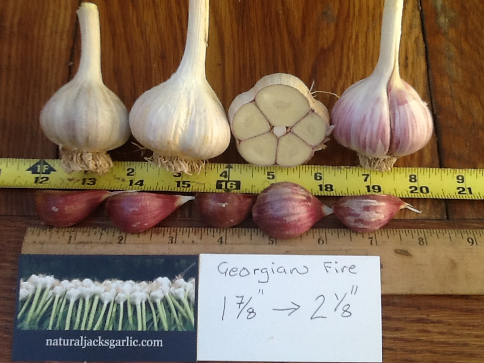 Fire Seed Garlic Natural Jack's Garlic