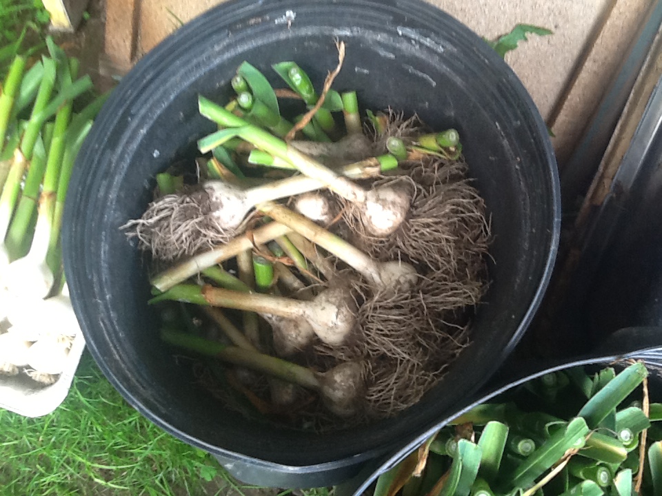 Processing Garlic by Hand Natural Jack's Garlic