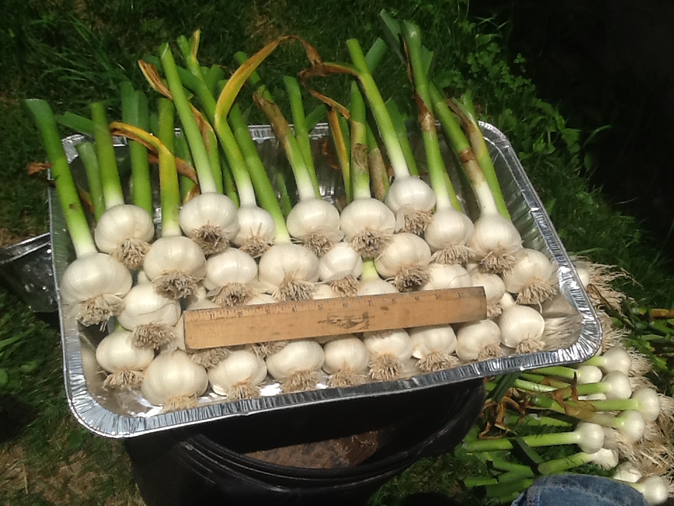 Processing Garlic by Hand Natural Jack's Garlic