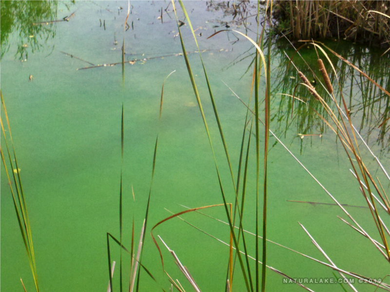 Microcystis Natural Lake Biosciences