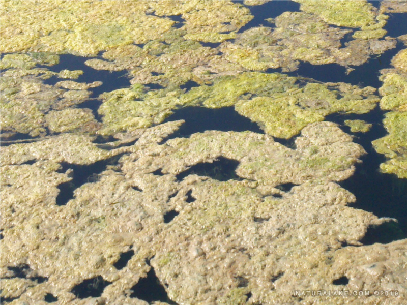 Pithophora Natural Lake Biosciences