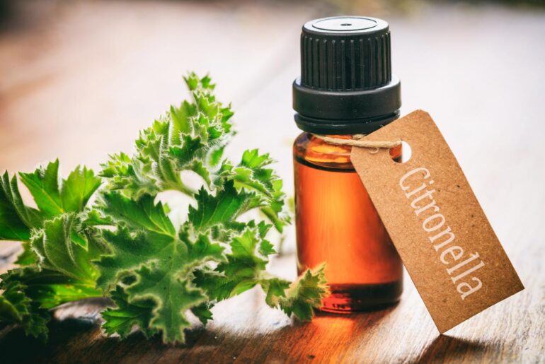 11 Health Benefits of Citronella Oil (Backed by Scientific Evidence