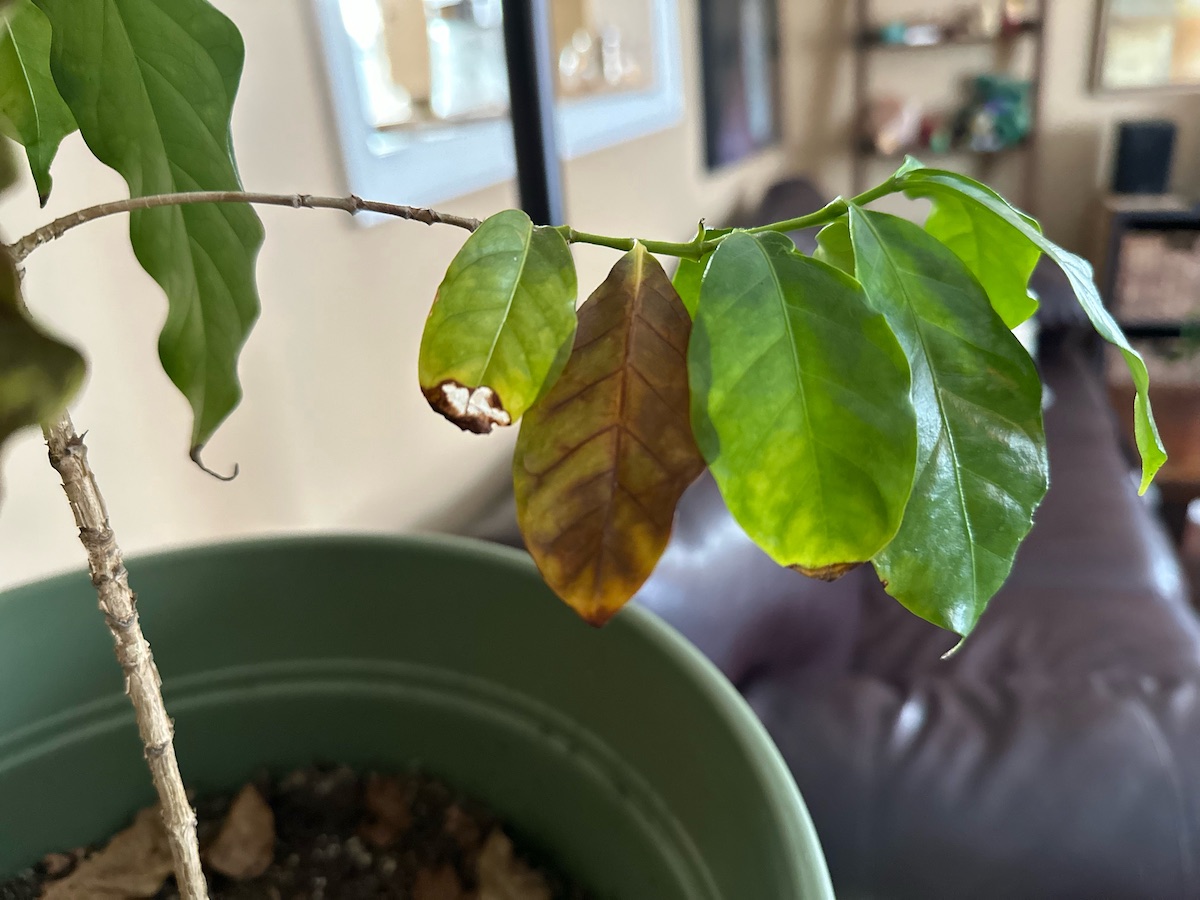 The Difference Between Exotic And Invasive Plants Naturally Green FLX