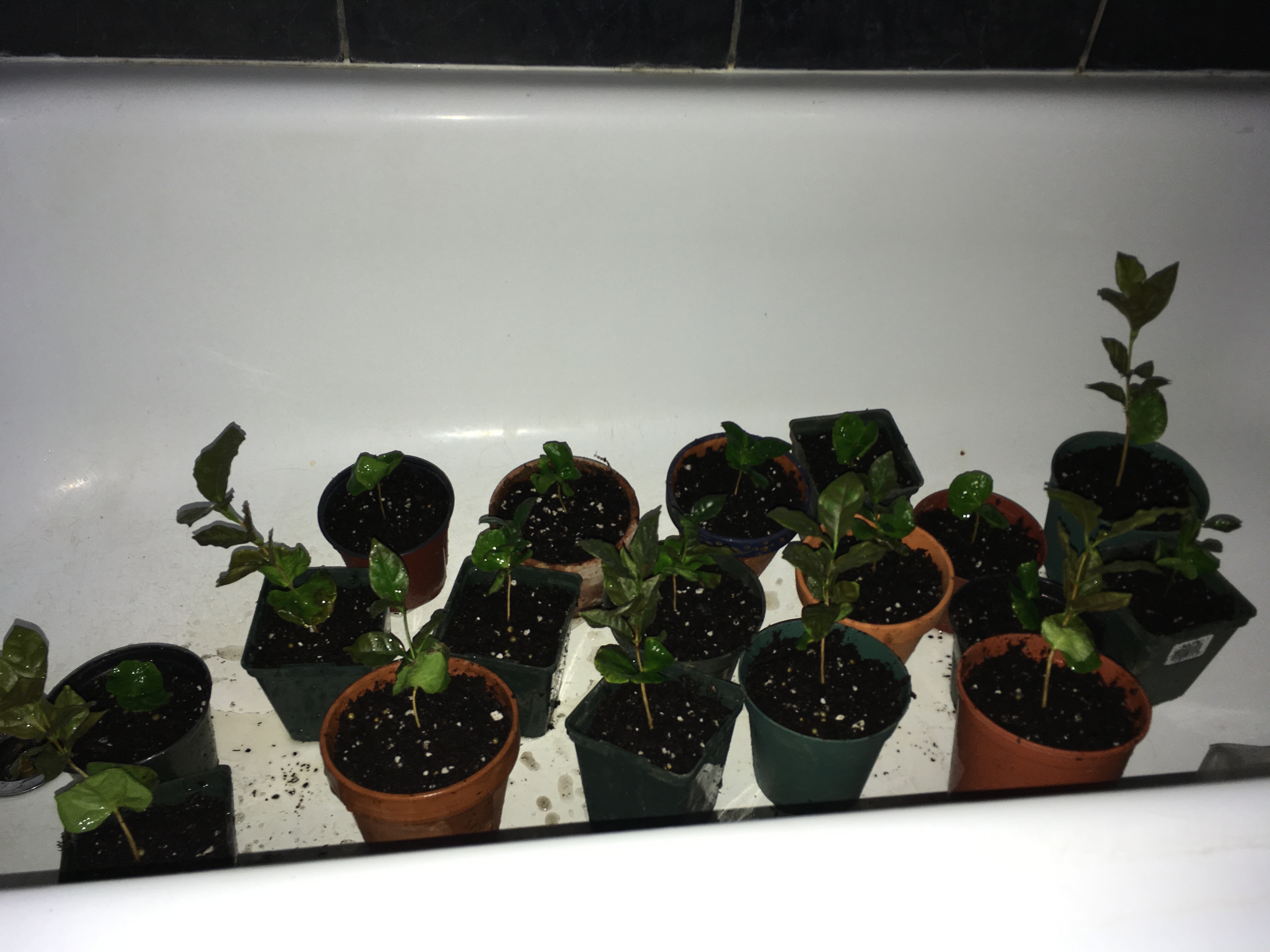 Growing a Coffee Plantation in Canada Naturally Robin