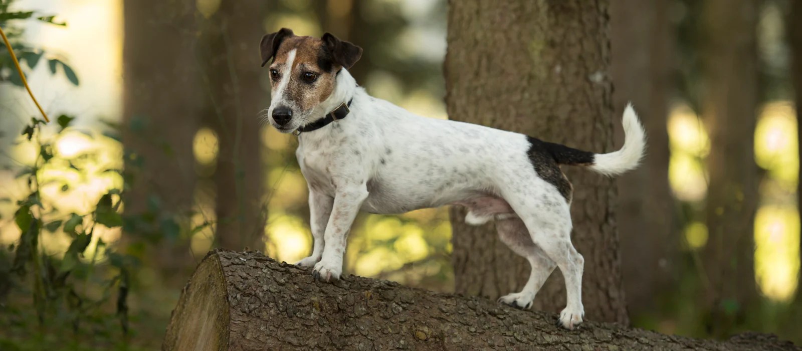 How To Help Protect Your Dog Against Fleas and Ticks — Naturally Unleashed