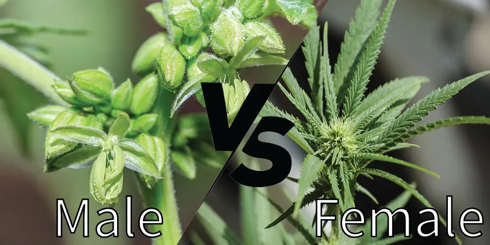 Male vs Female Weed Plants What's The Difference?