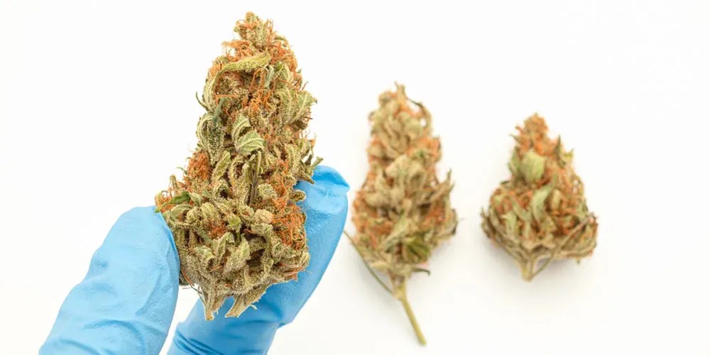 Does Weed Lose Potency When It Dries?