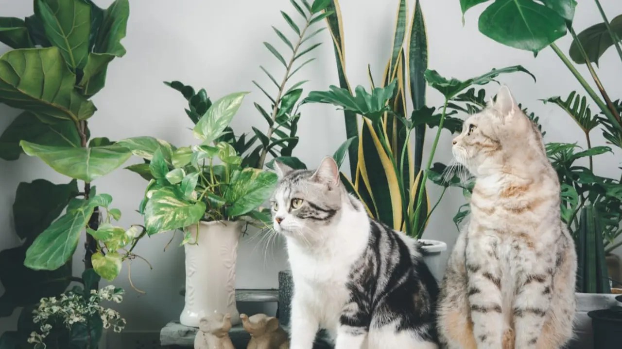 Snake Plant and Cats Understanding the Risks