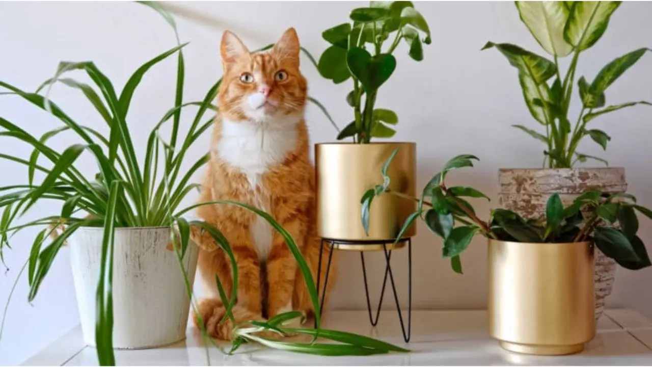 Flowers That Are Safe for Cats