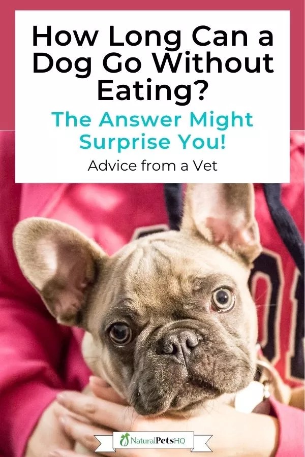 How Long Can a Dog Go Without Eating? Longer Than You Think! NPHQ Veterinarian