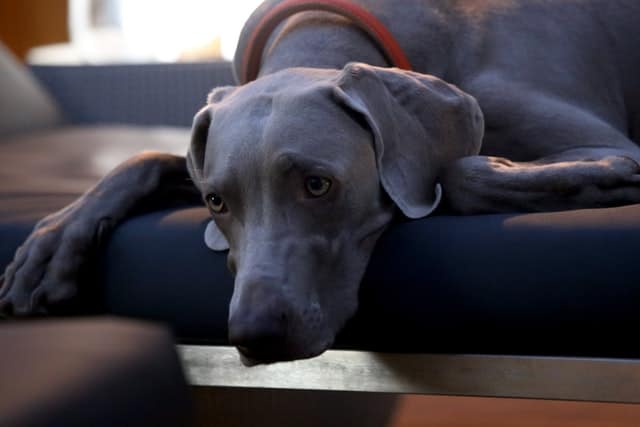 Can I Give My Dog Human Probiotics? Natural Pets HQ