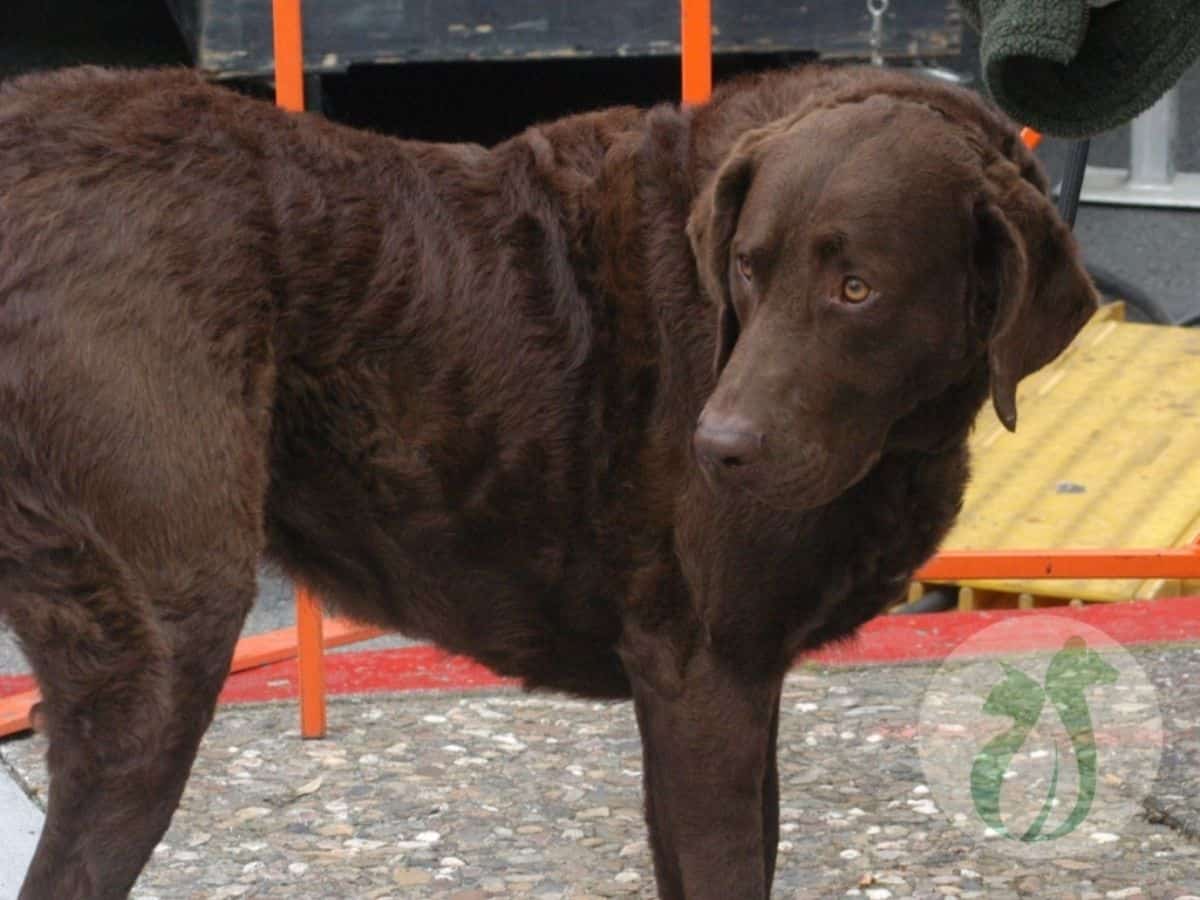 What Foods Help Dogs With Joint Pain