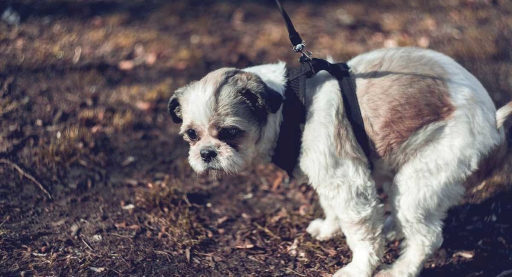 How to Make a Dog Poop Quickly Natural Puppies