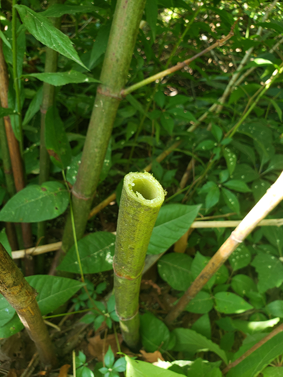 Japanese Knotweed Natural Tree