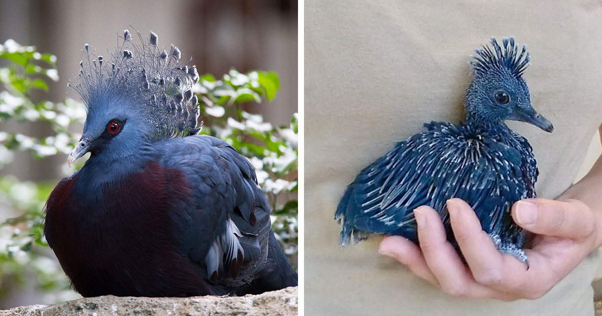 Le « Goura de Victoria » est l’un des plus beaux oiseaux du monde et
