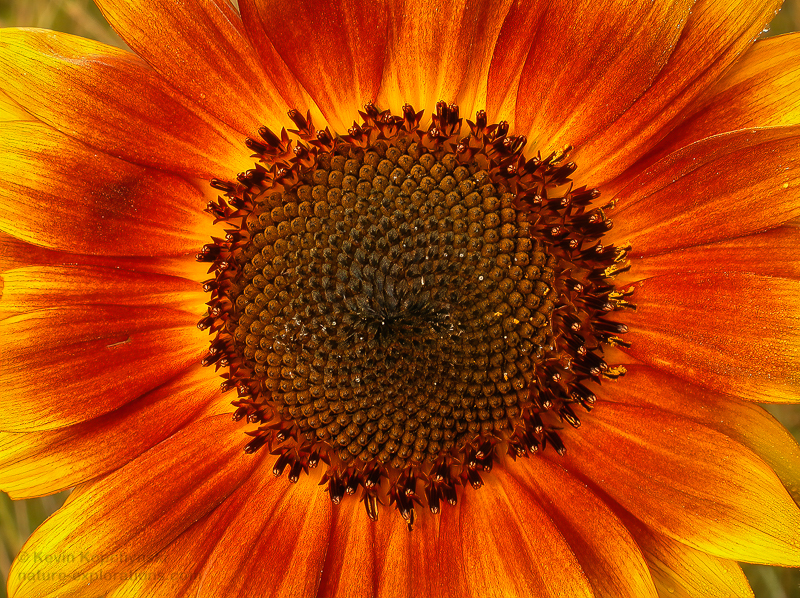 Sunflower Double Spiral Pattern NatureExplorations