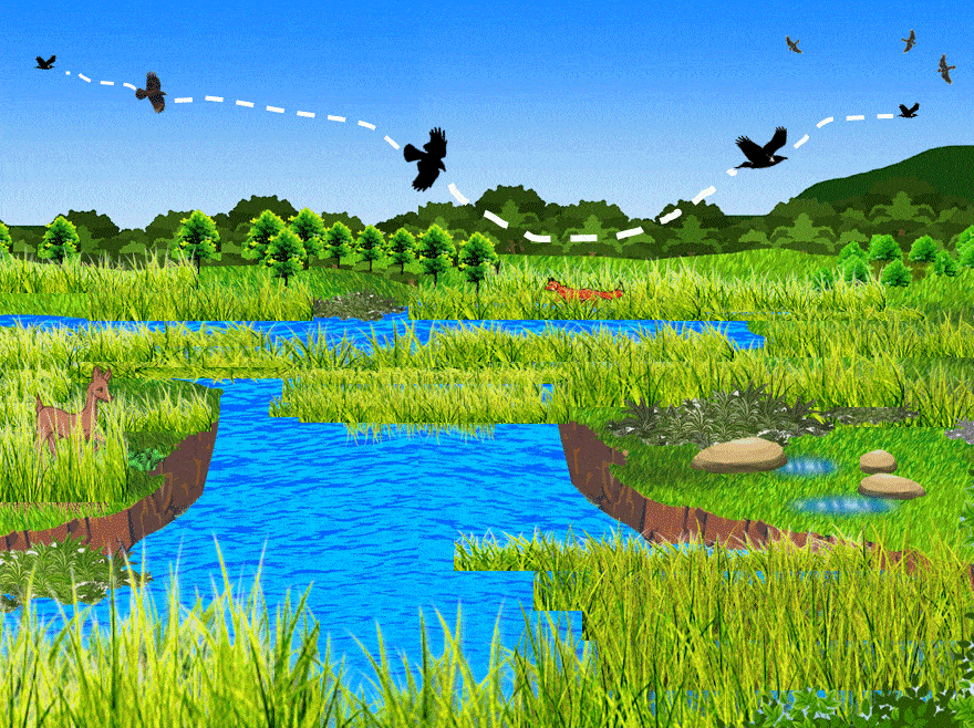 Exploring Bird Language Book Discovering Nature Awareness