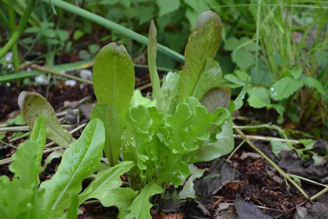 How To Learn The Plant Growth Stages Photos & differences between