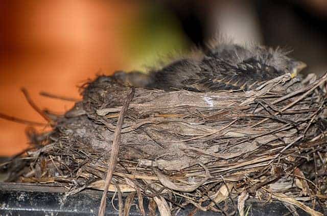 Robin Nesting Habits How to Find Nests & 5 Nest Behaviors To Observe