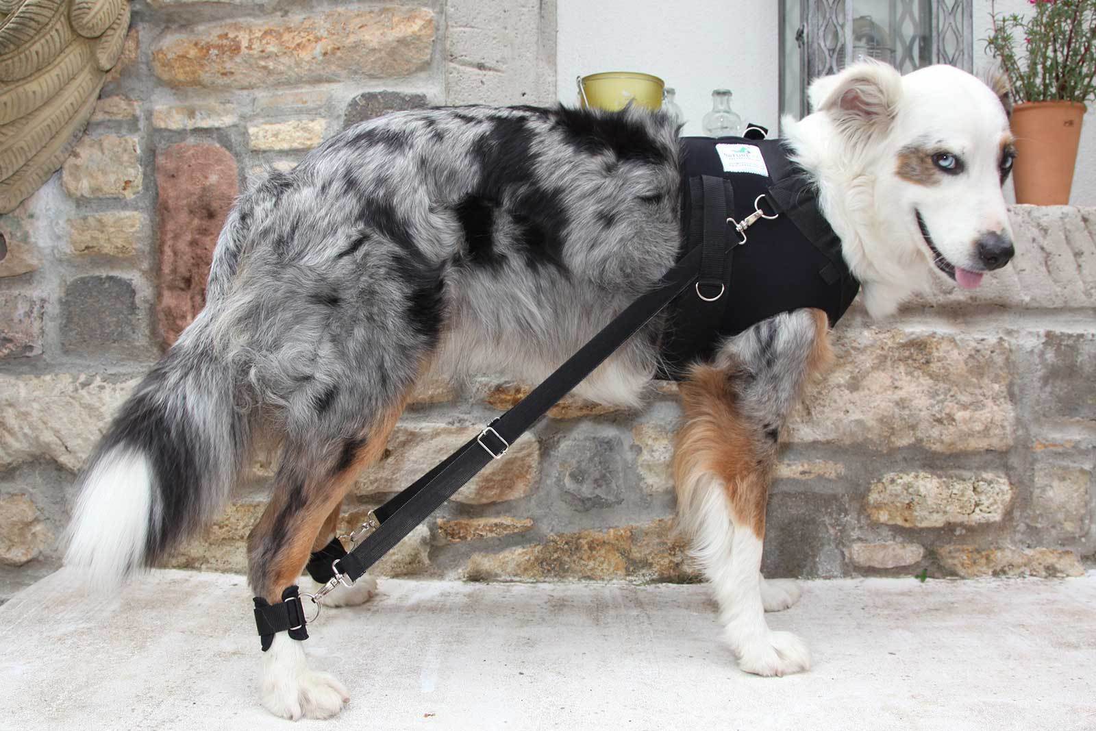 FlexiPander Trainingsgeschirr für Hunde mit