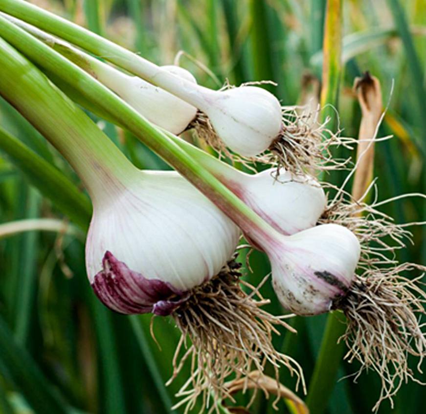 APW® Garlic Essential Oil Organic Allium Sativum Nature Provides