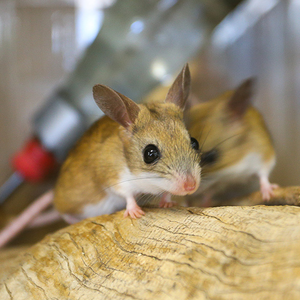 Hopping Mice Nature Education Centre