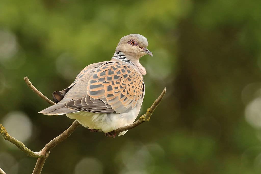 Turtle dove RSPB 2 Back From The Brink