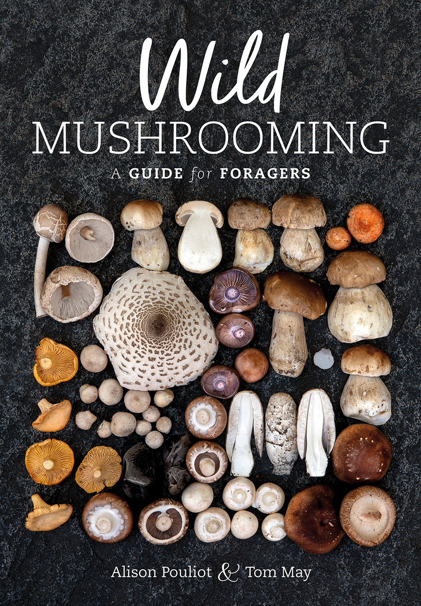 What Are The Best Books About Australian Fungi? Nature Books Australia