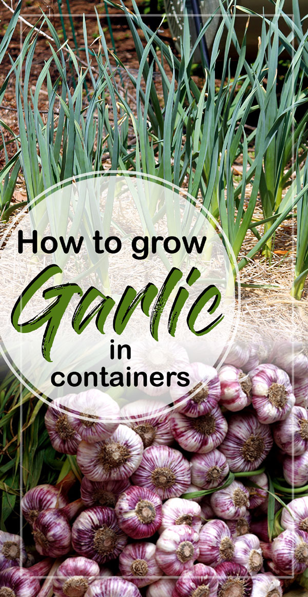 Growing Garlic plant How to grow garlic in a pot Garlic care