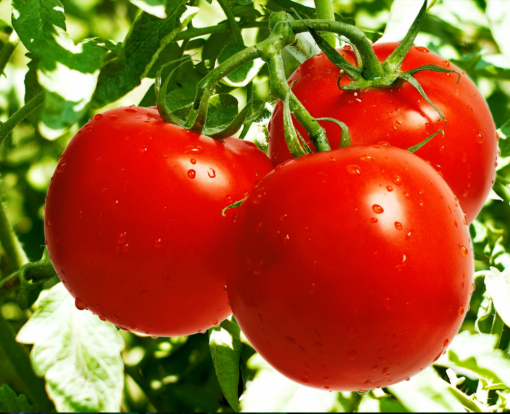 Epsom Salt the Plants Fertilizer Epsom Salts Organic Gardner proved