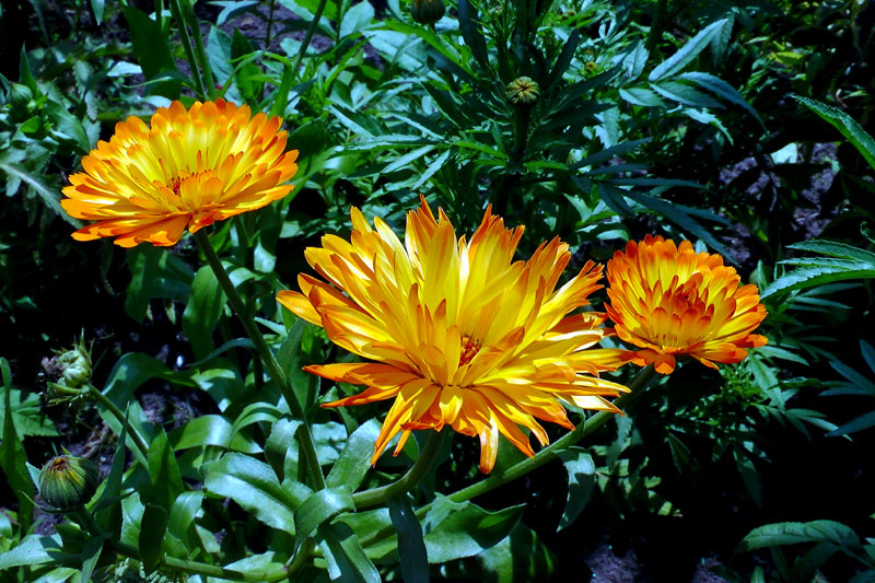 How to grow Calendula Growing calendula flower Herbaceous plants