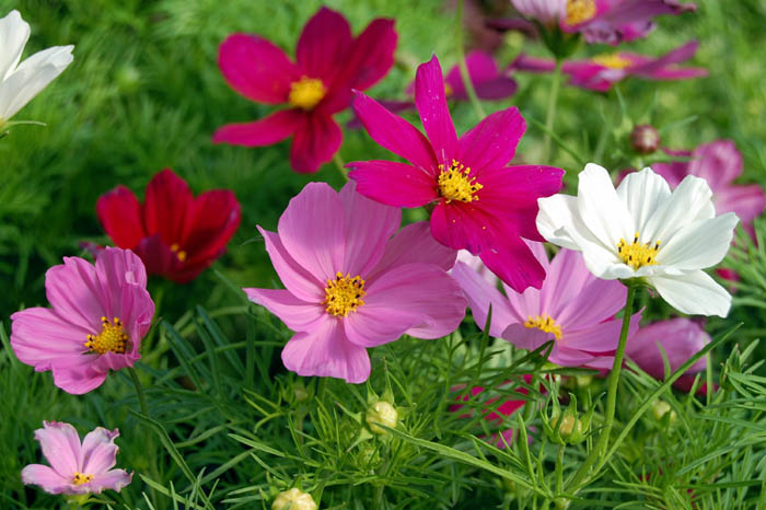 How to grow grow Cosmos flower Growing annual plants Cosmos Cosmos