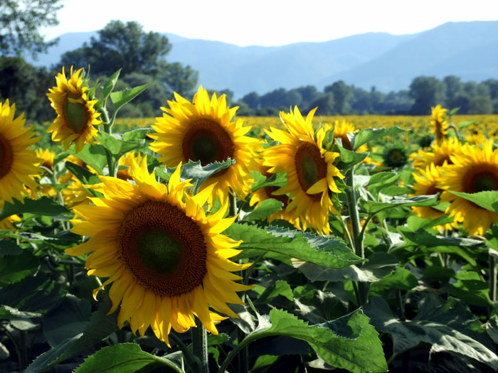 How to grow Sunflower Growing Sunflower from seeds Growing and