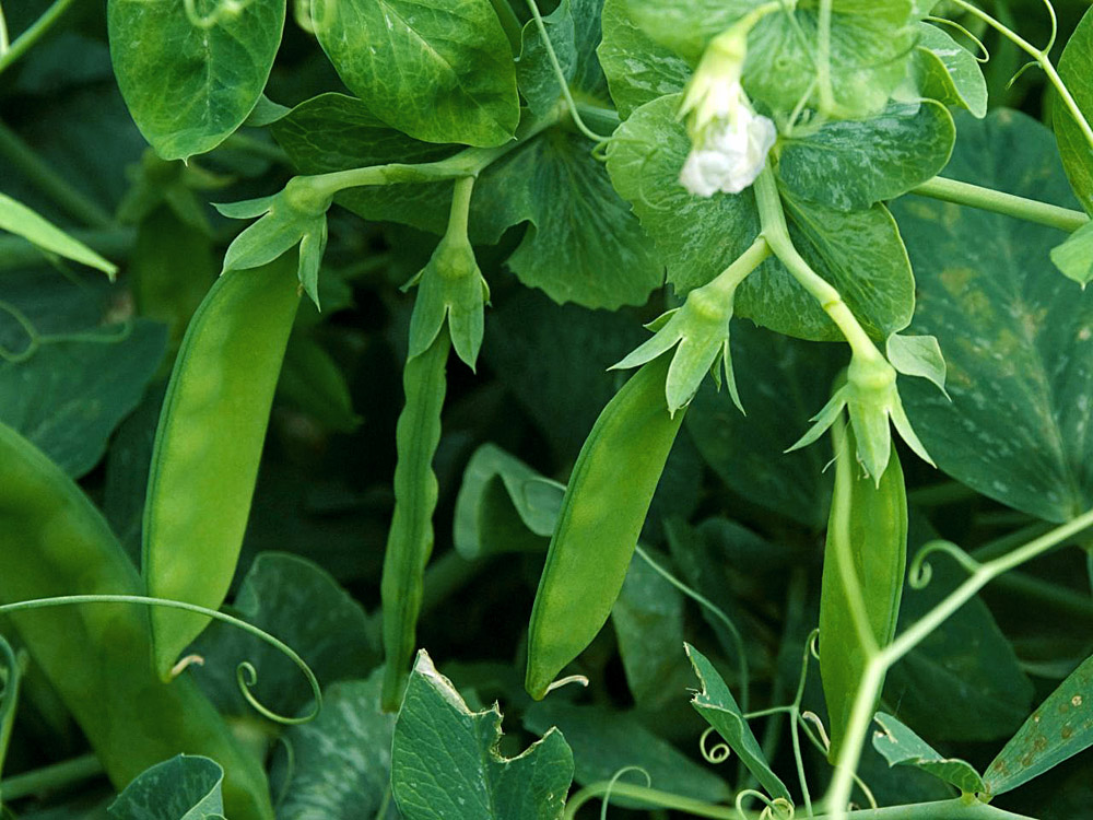 How to grow Green Peas Gardening tips and care NatureBring