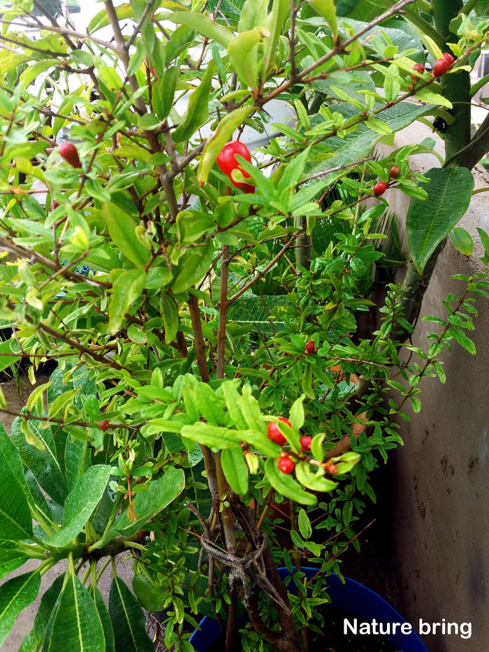 How to Grow Pomegranate in Pot Growing Pomegranate tree