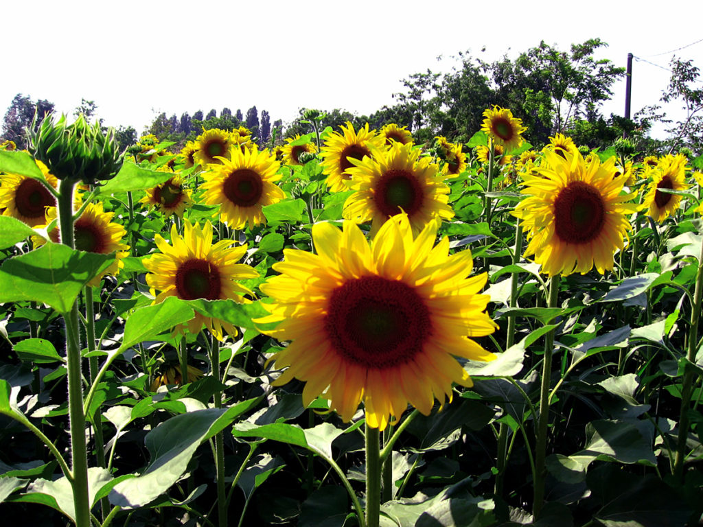 Sunflower easy growing steps by Nature Bring NatureBring