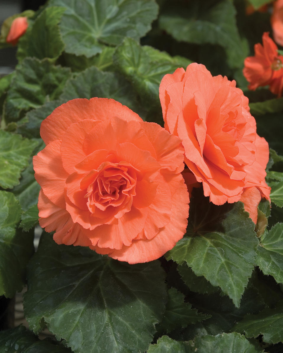 How to grow Begonias Growing Begonia Begonia care Naturebring