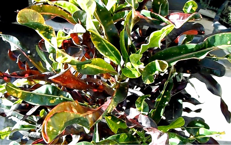 How to grow croton in a container Growing Croton plant Croton