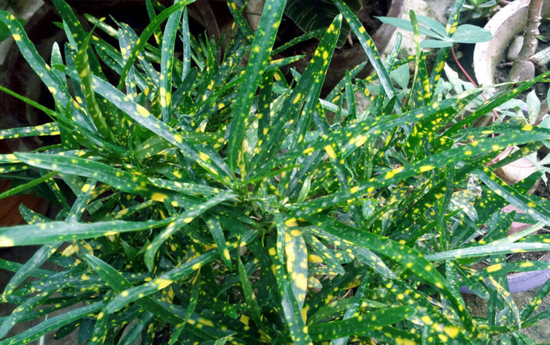 How to grow croton in a container Growing Croton plant Croton