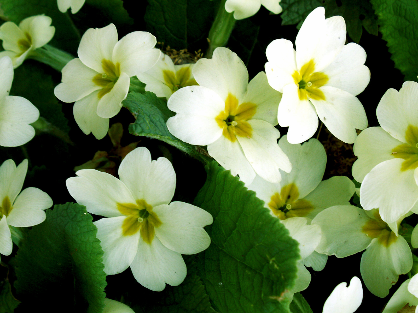 How to grow Primrose Flower Nature Bring NatureBring
