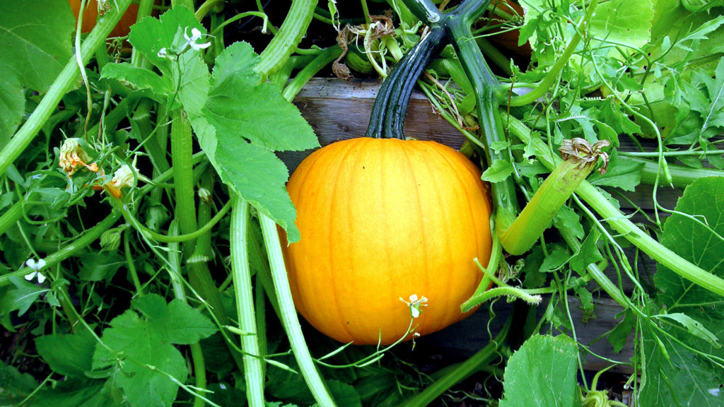 How to grow Pumpkins in container Easy growing tips NatureBring