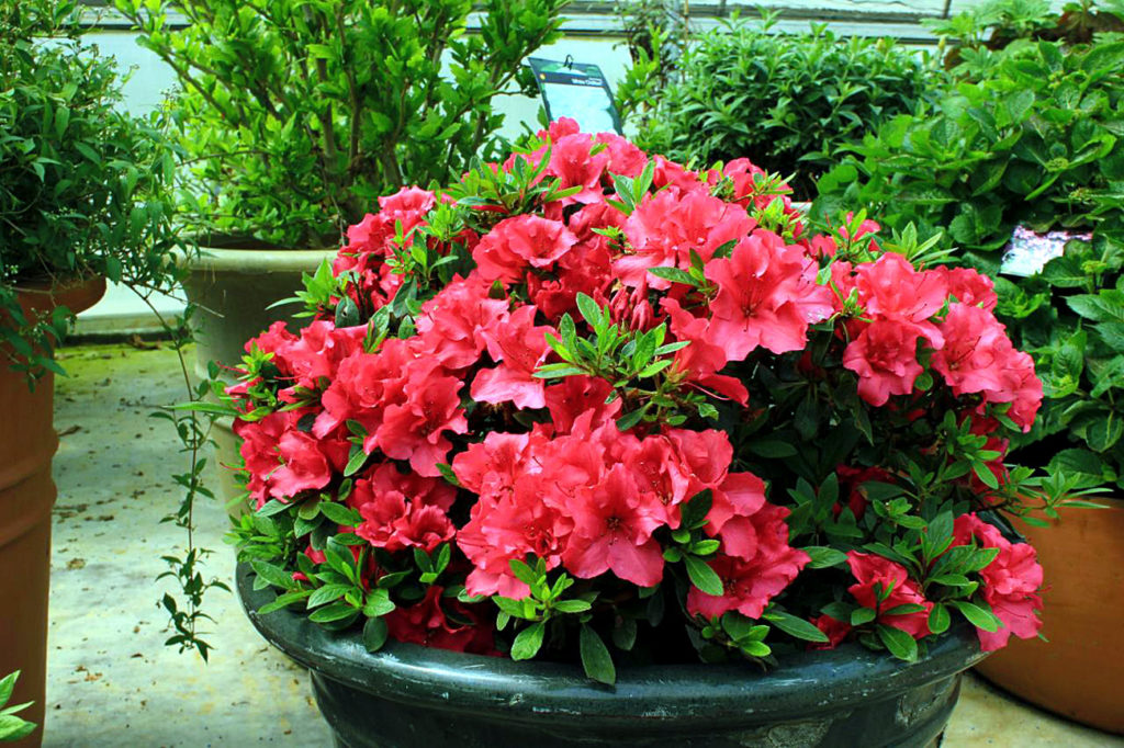 How to grow Rhododendron and azalea Growing Rhododendron in pot
