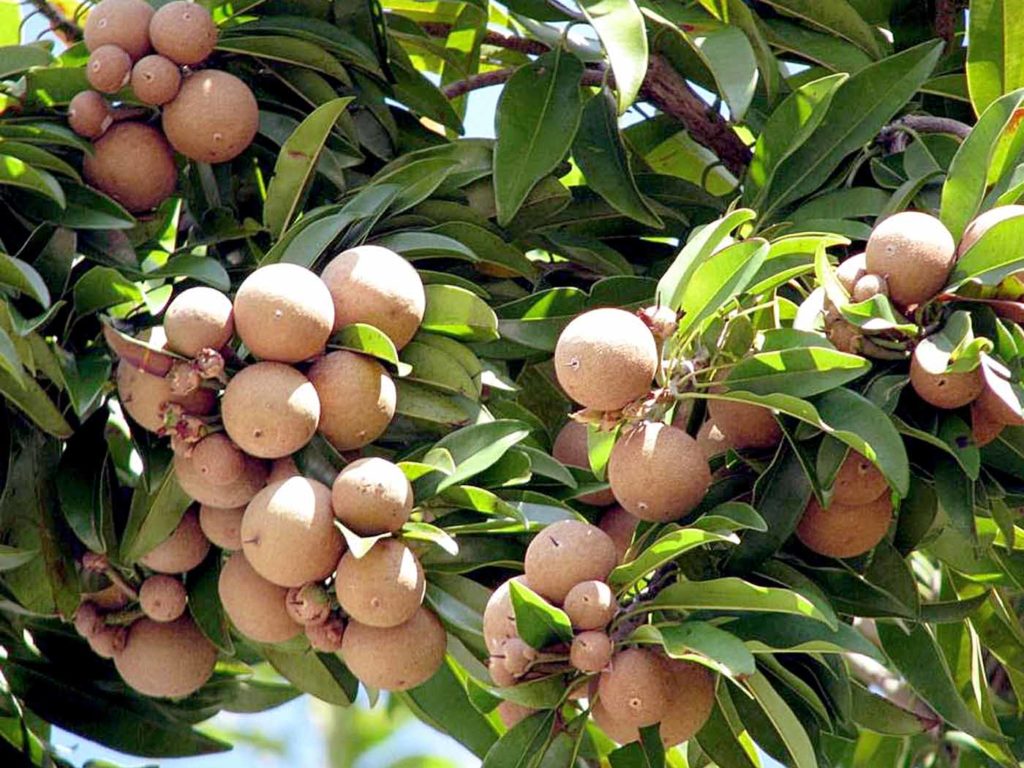 Growing Sapodilla tree in a container How to grow Sapodilla tree