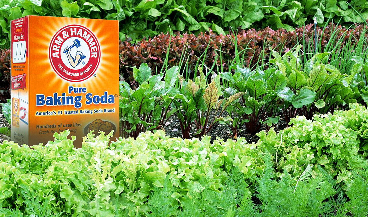 10 ways to use Baking Soda in gardens Using Baking Soda