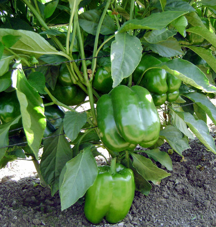 How to grow Bell Pepper in a container Growing and care Bell Peppers